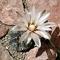 Gymnocalycium berchtii GN158-418.jpg