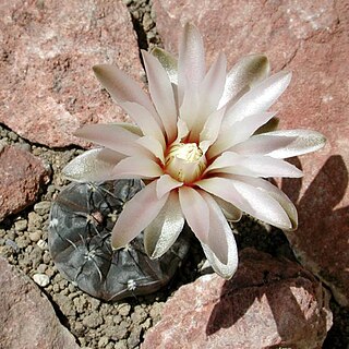 <i>Gymnocalycium berchtii</i> Species of plant