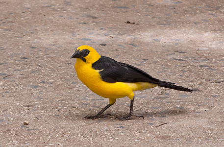 Oriole blackbird, Gymnomystax mexicanus, in Caracas Venezuela