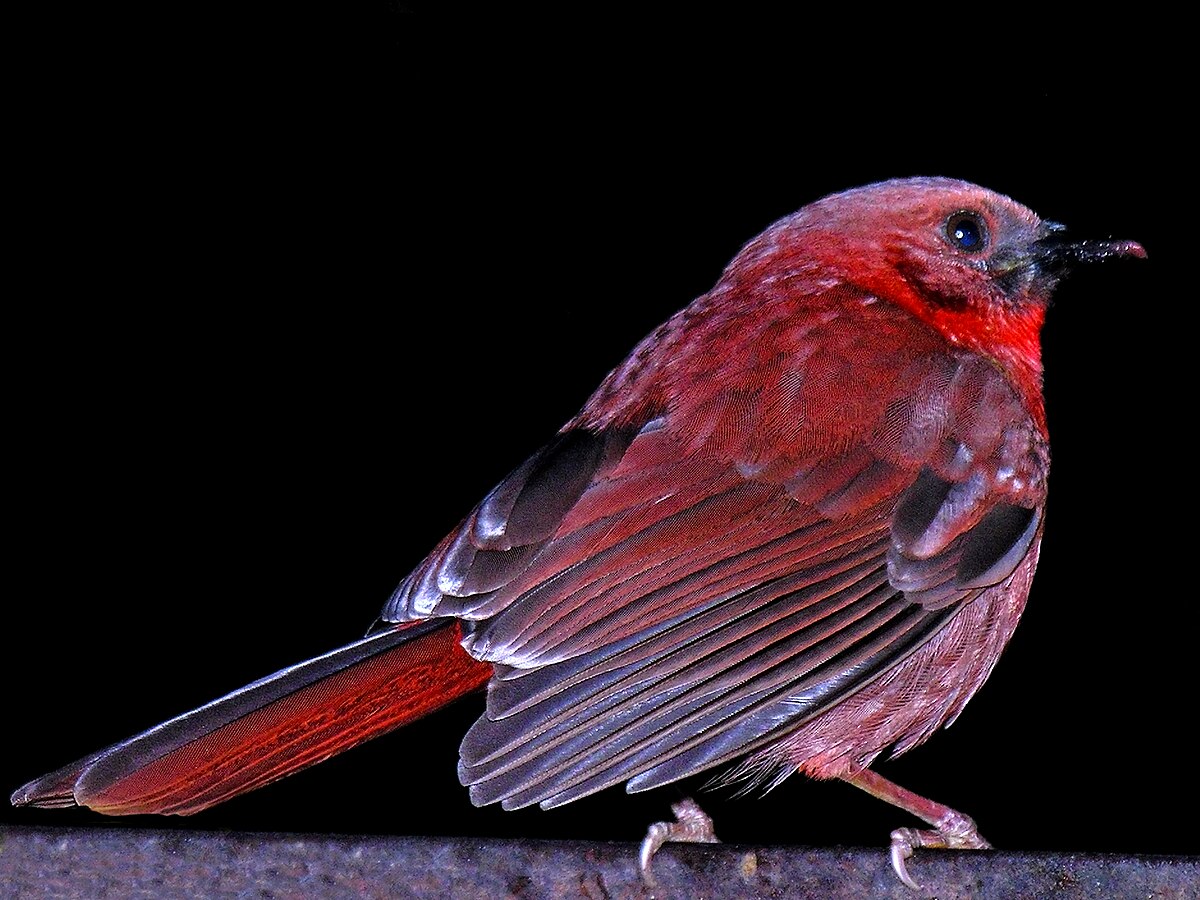 guêpière rouge gorge