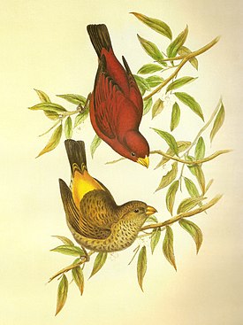 Un par de pájaros.  Ilustración de John Gould, 1850-1854