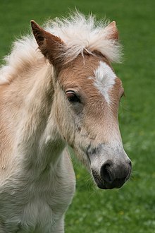 Poney Wikipedia