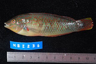 <i>Halichoeres nigrescens</i> Species of fish