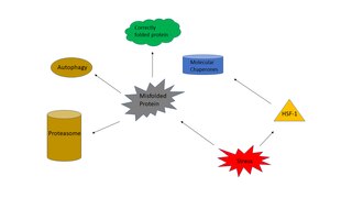 Heat shock response effect of subjecting a cell to a higher-than-optimal temperature; causes protein misfolding, cytoskeletal rearrangement, organelle localization changes, ATP production decrease, unsafe pH drop, decreased protein translation and RNA splicing changes