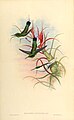 Tillandsia bulbosa (with hummingbird Heliothrix phaïnolæma) Illustration in: John Gould: A Monograph of the Trochilidae, or Family of Humming-birds, plate 161 (1849-87)