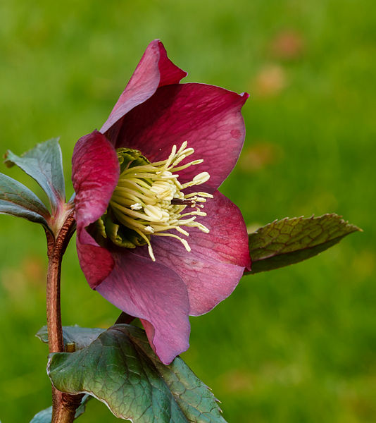 File:Helleborus orientalis zaailing. Locatie, Tuinreservaat Jonker vallei 01.jpg