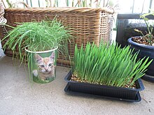 Herbe aux chats — Wikipédia