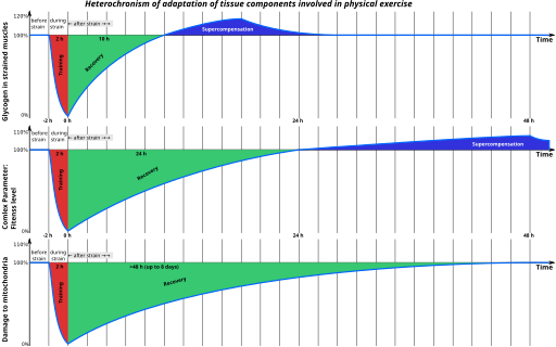 Heterochronism of adaptation: Der Körper reagiert unterschiedlich auf einen Trainingsreiz, deshalb sind exakte Trainingsparameter wichtig!