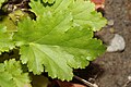 Heuchera micrantha