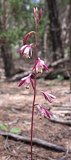 <i>Hexalectris warnockii</i> Species of orchid