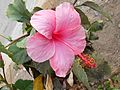 Hibiscus rosa-sinensis fotografato da vicino in un giardino publico.jpg