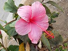 Hibiscus rosa-sinensis a Capo Verde.