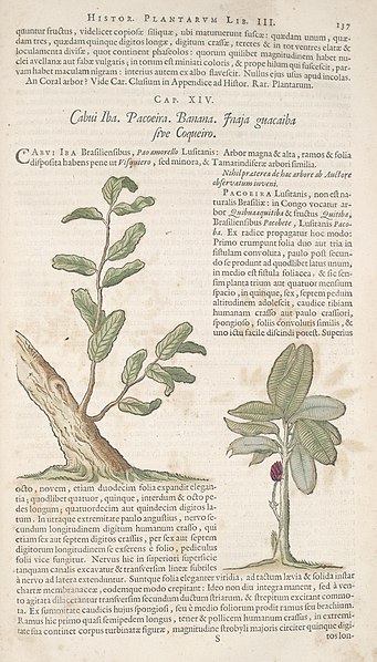 File:Historia naturalis Brasiliae (Page 137) BHL289230.jpg