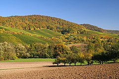 Fotografia barwna, jesienny pagórkowaty krajobraz, na pierwszym planie zaorane pole ze szpalerem drzew, na drugim planie las liściasty a za nim łagodne wzgórza obsadzone winnicami i porośnięte lasem liściastym
