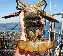 A female lobster carrying eggs on her pleopods. The tail flipper second from left has been notched by researchers to indicate she is an active breeding female. Homarus americanus eggs.jpg