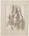 Homo sapiens - ingewanden - 1700-1880 - Print - Iconographia Zoologica - Special Collections University of Amsterdam - UBA01 IZ19600073.tif