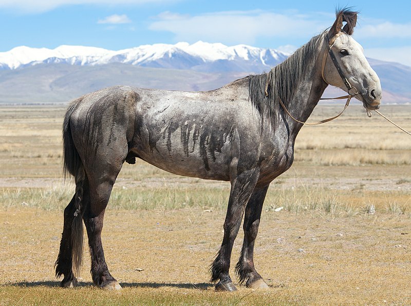 File:Horse Altai 05.jpg