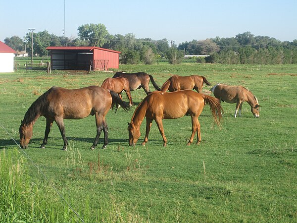 Horses grazing east of Holly in Prowers County