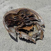 Horseshoe Crab Shell.jpg