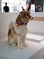 * Nomination Artificial dog with Huawei GPS tracker collar at Internationale Funkausstellung 2018, Berlin --MB-one 08:30, 4 May 2020 (UTC) * Decline Insufficient quality. Unfortunately very bad lighting and no composition. --Smial 12:35, 4 May 2020 (UTC)