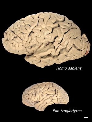 Hominisation: Anatomische Besonderheiten und Verhalten, Kulturell tradierte Merkmale, Siehe auch