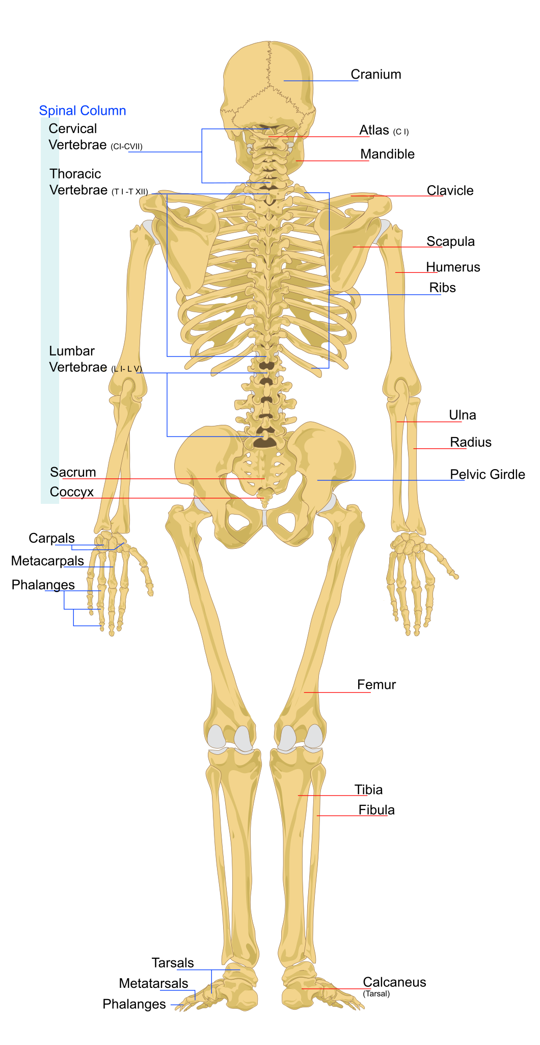 Bones and All - Wikipedia