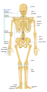 Human skeleton back