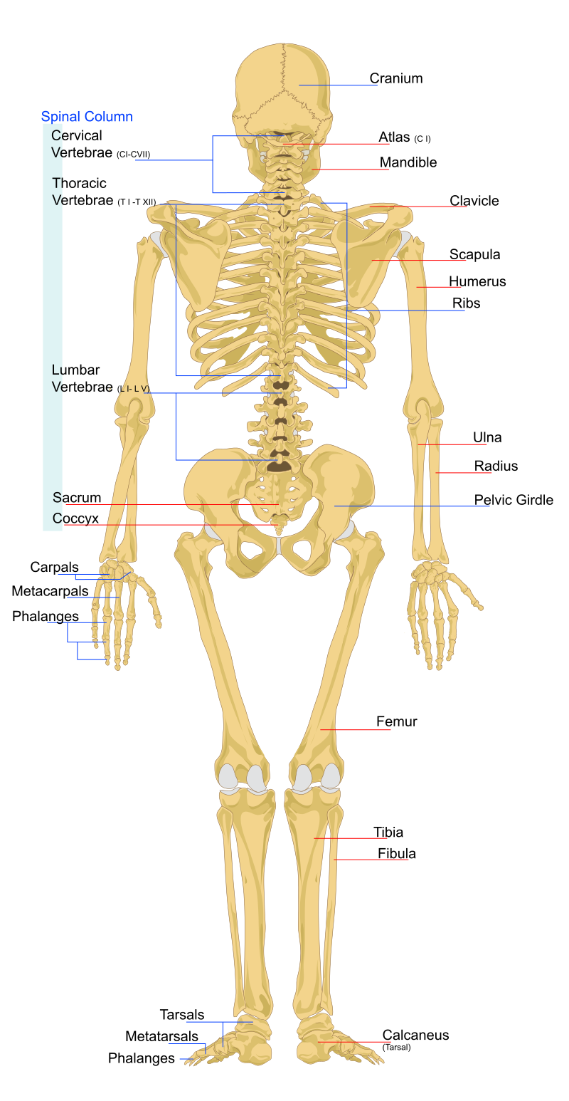 simple skeletal system diagram