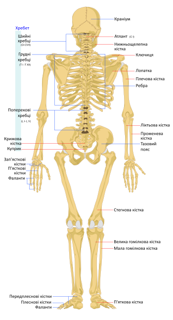 Реферат: Кісткова система людини