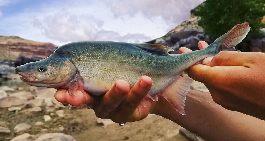 隆背骨尾魚