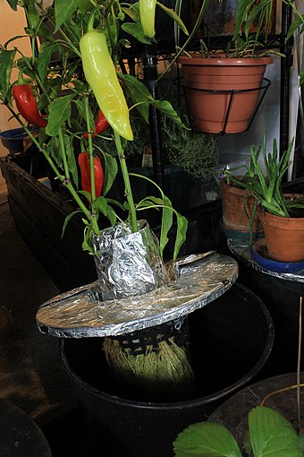The deep water culture technique being used to grow Hungarian wax peppers