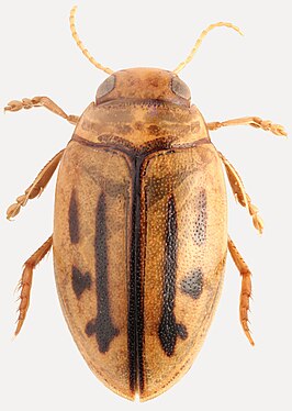 Hygrotus inscriptus