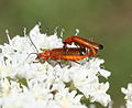 Hemiptera - Cantharidae - Rhagonycha fulva