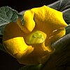 Uncarina roeoesliana