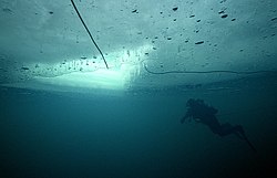 Under the ice - view from below Ice Diving 2.jpg