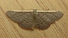 Idaea inversata.jpg