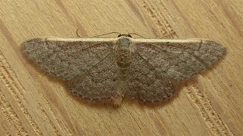 File:Idaea inversata.jpg