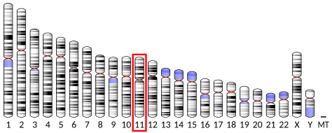 File:Ideogram human chromosome 11.svg