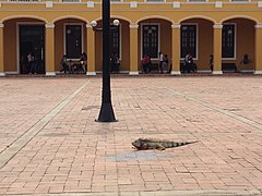 De leguaan is een veel voorkomende soort in het stedelijk gebied van Barranquilla.