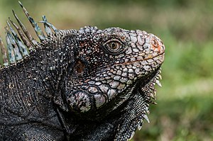 Тюз игуана (Iguana iguana)