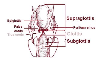 Piriform sinus