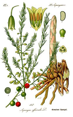 Illustration Asparagus officinalis0 clean.jpg