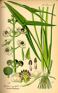<i>Sagittaria</i> Genus of aquatic plants