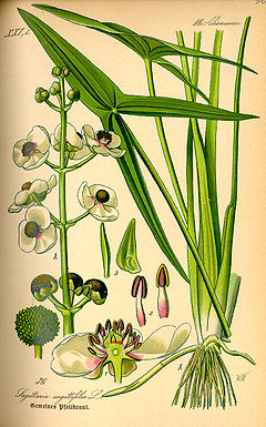 S. sagittifolia