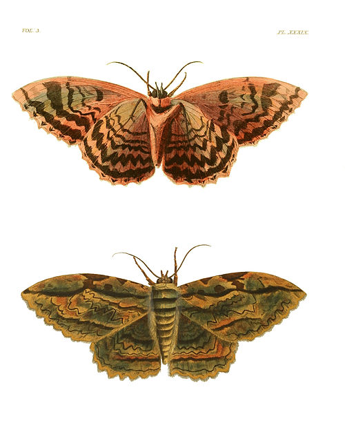Illustrations of Exotic Entomology III 39.jpg