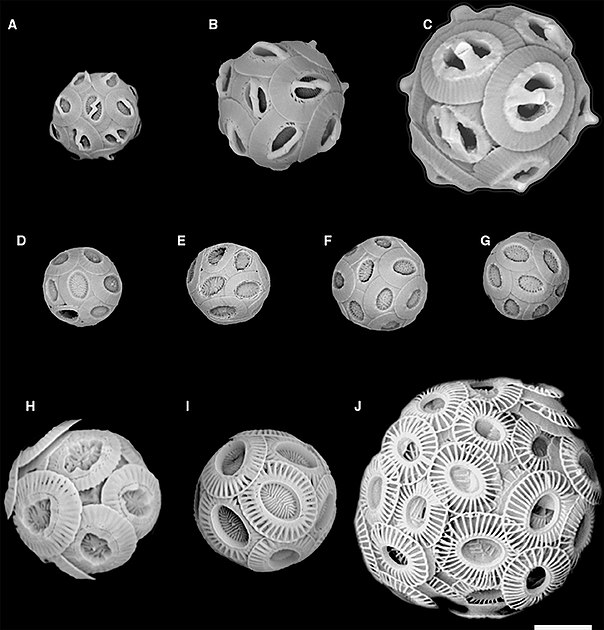 SEM images correspond to coccolith drawings in the previous diagram (A) Gephyrocapsa ericsonii RCC4032 (B) Gephyrocapsa muellerae (C) Gephyrocapsa oceanica (D) Reticulofenestra parvular RCC4033; (E) Reticulofenestra parvular RCC4034; (F) Reticulofenestra parvular RCC4035; (G) Reticulofenestra parvular RCC4036; (H) Emiliania huxleyi morphotype R; (I) Emiliania huxleyi morphotype A; (J) Emiliania huxleyi morphotype B.