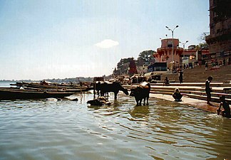 Koeien in de rivier de Ganges