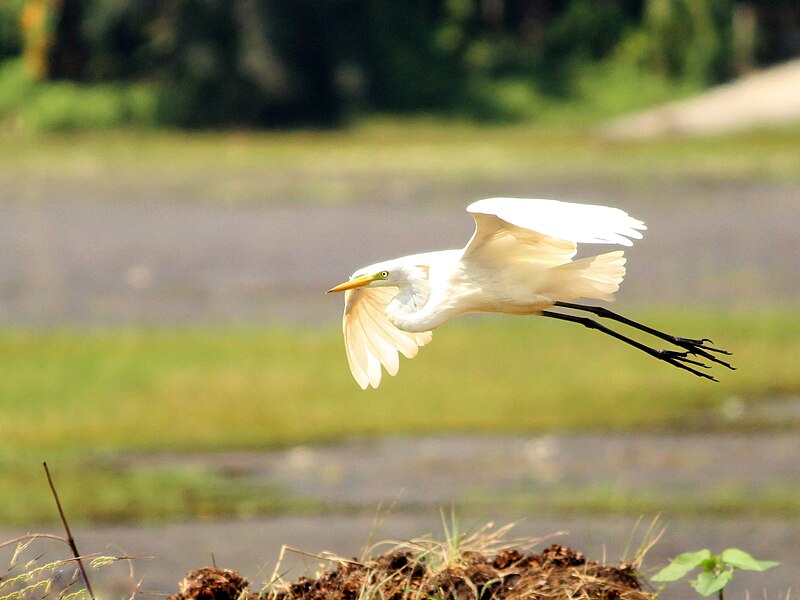 File:Intermediate Egret (22470978093).jpg