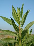 Inula viscosa leaves.jpg