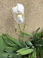 Iris florentina plant.jpg